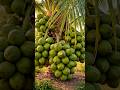 small coconuttree many fruts #amazing #greenrooftop #agriculture #trendingshorts #vairalvideo