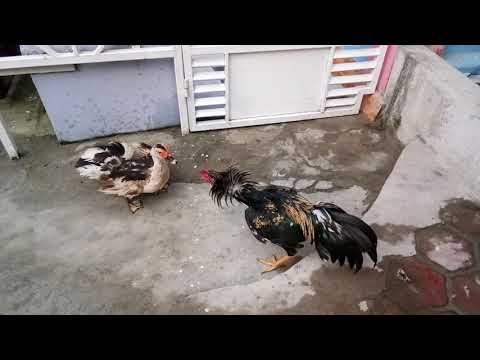 Perkelahian antara Bebek dan Ayam