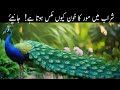 Amazing peacocks documentary  facts  shamshaal tv