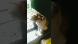 Roni Enjoying Rain Through Window