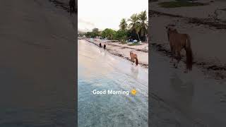 Morning at Vieques Island, Puerto Rico #nature #horses #sunrise #islandlife
