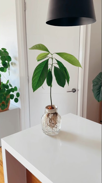 Grow your own avocado plant from seed! #plants