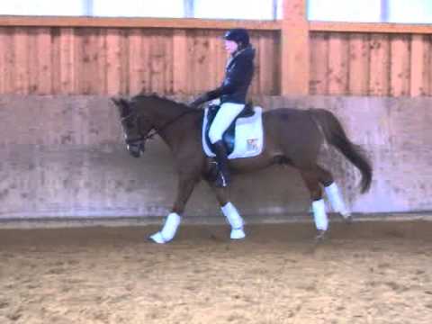 FEI Pony for sale, FEI Pony zu verkaufen - YouTube