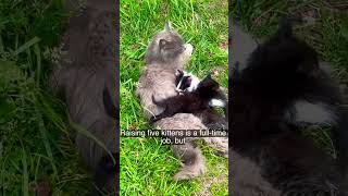 Cats in the cut (Feeding Time) #catshorts #kitten #catvideos #catvlog #catwatch #cutecat #kitty