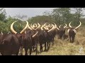 ANKOLE COWS 
