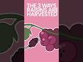 The 3 Ways Raisins are Harvested #shorts