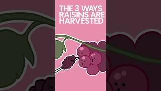 The 3 Ways Raisins are Harvested #shorts