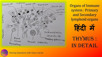 Lymphoid organ : Thymus | हिंदी में | Solving Questions with Gauri ma’am