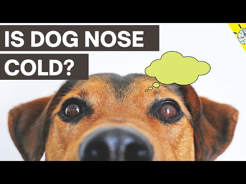 Video: 17 Známky Váš pes tě nemiluje tolik, kolik si myslíš