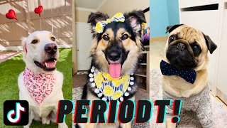 WATCH THESE DOGS GLOW UP!!! | I'm so pretty and he like that tiktok compilation