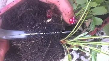 Quand repiquer les plants de fraisiers ?