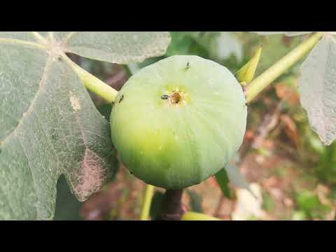 Видео: Какво представлява смокинята в буркана?