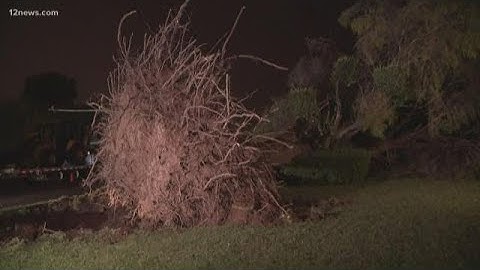 Storm knocks over trees, power lines in Mesa