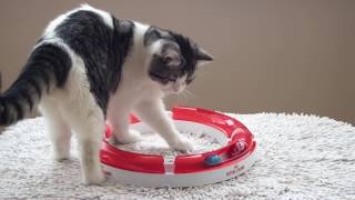 Умный кот играет в бильярд; Smart cat is playing billiards Умный кот играет в бильярд; Smart cat is playing billiards