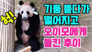 Download Lagu 후이바오는 기둥에 올라가 물어 뜯고 떨어지고 오바오에게 발각되어 결국..🤣동생을 찾아서 내실에서 다시 나온 루이바오😍영어 자막 포함🐼Panda World🐼 MP3 Download Lagu 후이바오는 기둥에 올라가 물어 뜯고 떨어지고 오바오에게 발각되어 결국..🤣동생을 찾아서 내실에서 다시 나온 루이바오😍영어 자막 포함🐼Panda World🐼 MP3