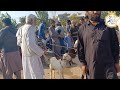 Vlog mirpur azad kashmir goat market   youtube.