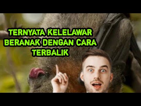 Fakta Burung Kelelawar
