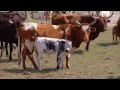 Florida cracker cattle  americas heartland