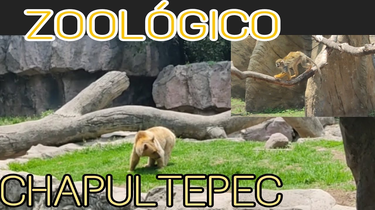 ZOOLÓGICO de CHAPULTEPEC 2021 🙊YA ESTA ABIERTO?? 🦍🦚 zoologico parque mono YouTube ZOOLÓGICO de CHAPULTEPEC 2021 🙊YA ESTA ABIERTO?? 🦍🦚 zoologico parque mono YouTube