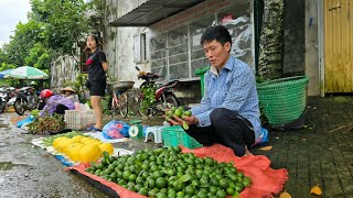 Download Lagu Growing Rare Ornamental Plants \u0026 Harvesting Fresh Fruits for Market Sale | Solo Survival MP3 Download Lagu Growing Rare Ornamental Plants \u0026 Harvesting Fresh Fruits for Market Sale | Solo Survival MP3