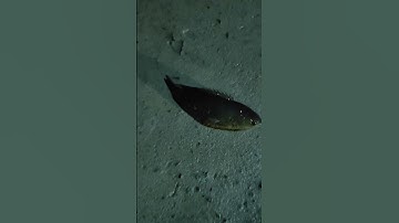 mưa to cá rô lóc lên bờ