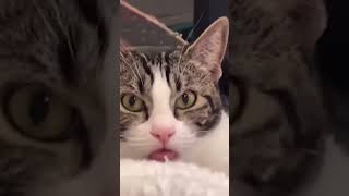 Kitty is broken  #animals #shorts #viral #ytshorts #trendingshorts