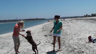 Dog Beach Fun With Pit Bull Chula. Part 2