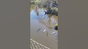 #zipline #deathwish #gatorland #gators #bucketlist #southflorida #propertymanagement #pressurewash