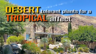 If you want a tropical look but live in a desert, use these plants! by Budget Plants 8,317 views 9 months ago 7 minutes, 55 seconds