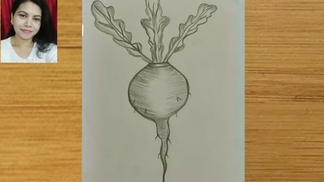 Turnip Shalgam how to draw Turnip pencil sketch drawing tutorial