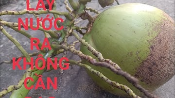 Cách Uống Nước Dừa không Cần Dao Cực Hay/Mẹo Chặt Bổ Dừa Không Cần Dao# Thúy Long An vlog