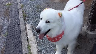 シャンプーへ行きヒマワリのリボンを付けてもらったルンルンです　Great Pyrenees　グレートピレニーズ