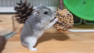 Making Seed Sticks For My Hamster || Enrichment Ideas