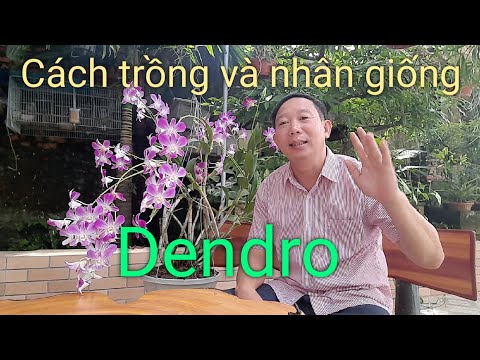 Video: Cây Lan Dendrobium - Cách Trồng Hoa Lan Dendrobium