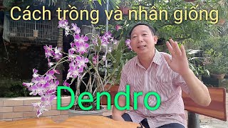 CÁCH TRỒNG DENDRO MỚI MUA VỀ, VÀ CÁCH NHÂN GIỐNG