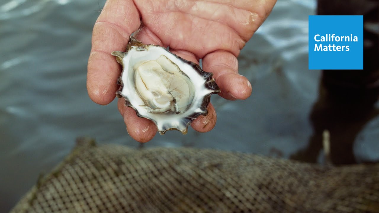 What Oysters Reveal About Sea Change YouTube What Oysters Reveal About Sea Change YouTube