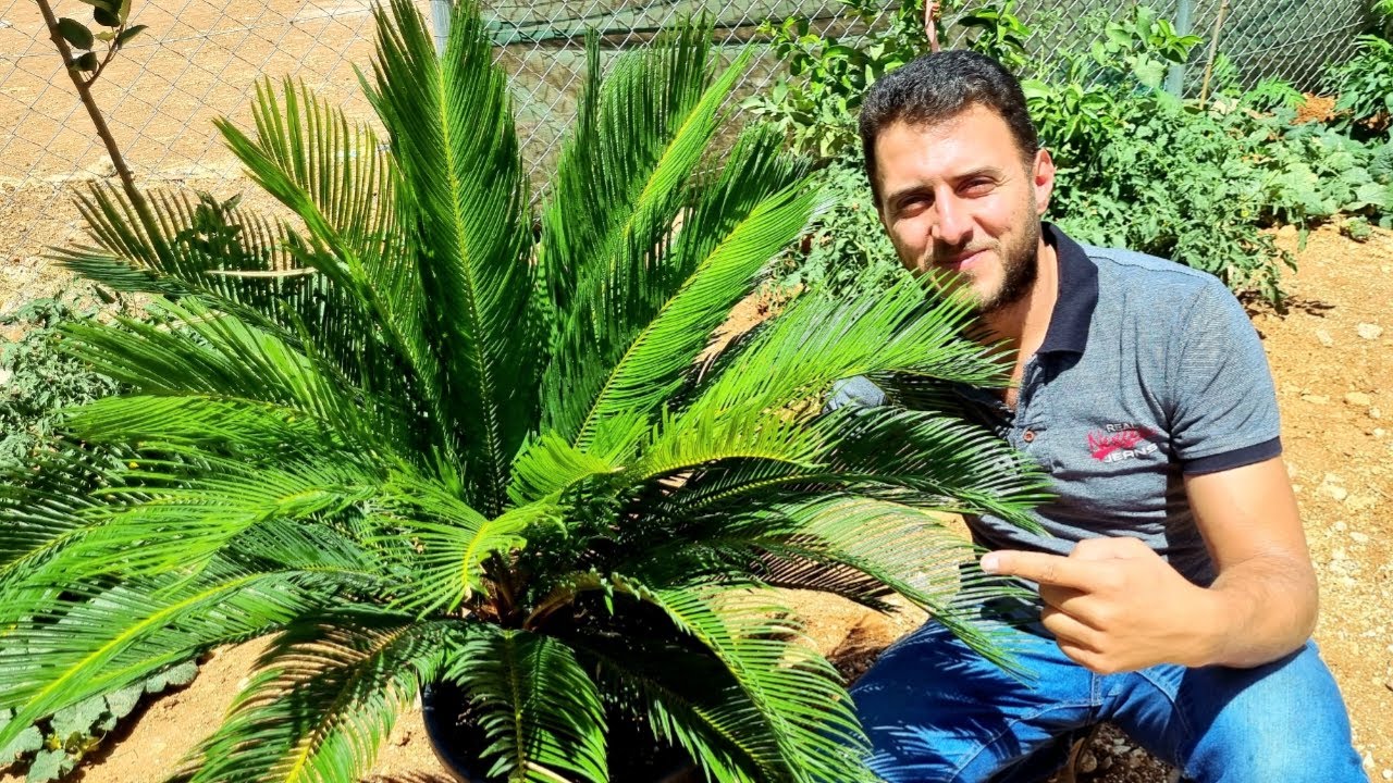 طبّق طريقتي للعناية بنخيل السيكاس وستصدم بالنتائج! أجمل نبات زينة خارجي وداخلي في نفس الوقت!