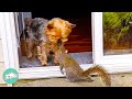 Rescue squirrel loves to drop food for dog sibling  cuddle buddies