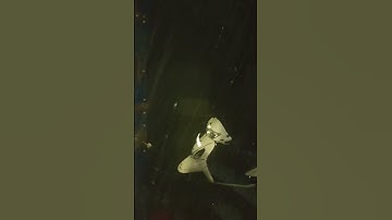 rain 🌧️🫶🏼💜#rain #shortvideo #shots #short #btsarmy