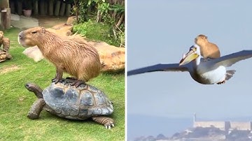 Capybara 🦫 The Friendliest Animal on Earth!