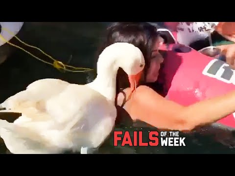 Duck Attacks Chick! Fails of the Week | FailArmy