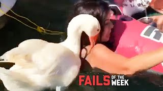 Duck Attacks Chick! Fails Of The Week | Failarmy