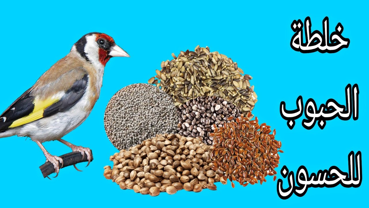 هذه هي خلطة الحبوب التي يجب تقديمها لطائر الحسون في مرحلة غيار الريش
