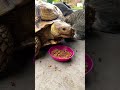 #reelschallenge #tortoise #funnymemes #fyp