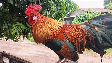 วิธีดูไก่ต่อหมานพร้อมรีวิวไก่