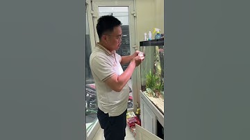 Mẹo hay! Nước bể cá thuỷ sinh bị đục, làm trong nước hồ cá sau 1 tiếng