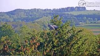 Tz Video 2018 05 25 063000 Kate Takes A Short Rest Then Flies Down Nate Continues To Work