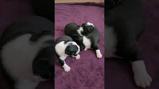 Puppies are 19 days old today #doglover #puppies #bostonterrier #cute #puppy #puppylove #dog #dogs