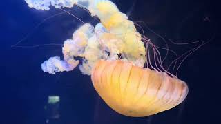 South American Sea Nettle