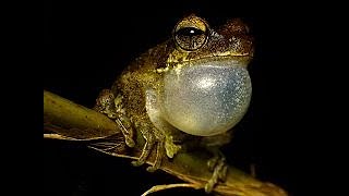 Download Lagu MANTAP!! Merekam Suara Kodok!! FROG sounds Relaxation MP3